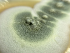 Penicillium citreosulfuratum