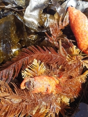 Metandrocarpa dura