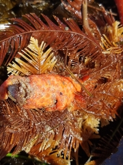 Metandrocarpa dura