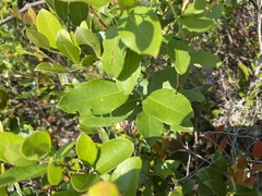 Zenobia pulverulenta