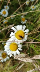 Cantharis flavilabris