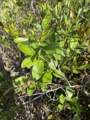 Zenobia pulverulenta