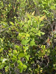 Zenobia pulverulenta