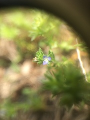 Veronica verna