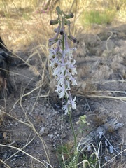 Delphinium wootonii