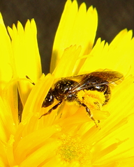 Leuchalictus