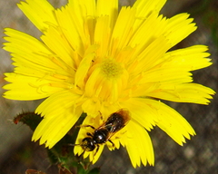 Leuchalictus