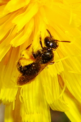 Leuchalictus