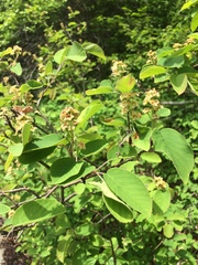 Amelanchier humilis