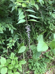 Salvia farinacea