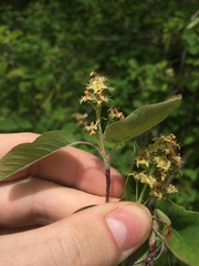 Amelanchier humilis