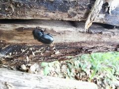 Coelometopus clypeatus