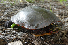 Chrysemys picta marginata
