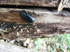 Coelometopus clypeatus