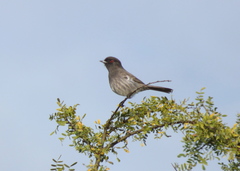 Knipolegus striaticeps