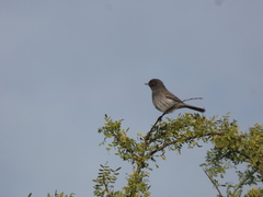 Knipolegus striaticeps