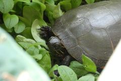 Chrysemys picta marginata