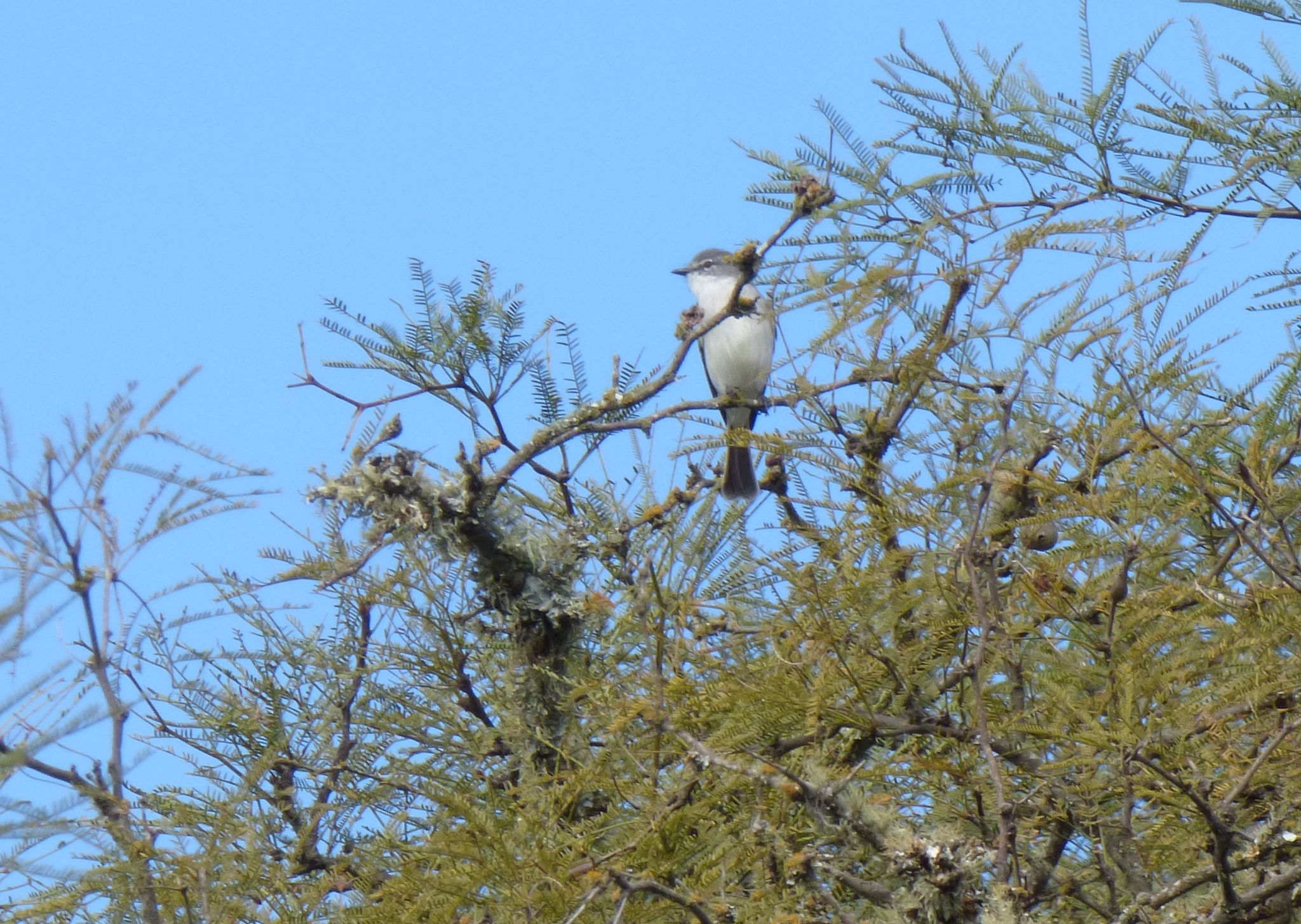 Suiriri Flycatcher (Suiriri suiriri)