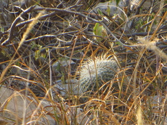 Mammillaria parkinsonii