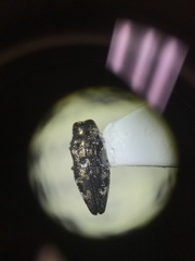 Taphrocerus nicolayi