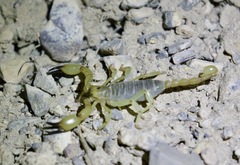 Anuroctonus phaiodactylus