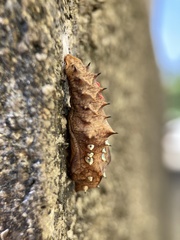 Argynnis hyperbius