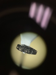 Taphrocerus nicolayi