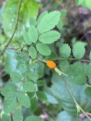 Phragmidium rosae-multiflorae