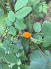 Phragmidium rosae-multiflorae