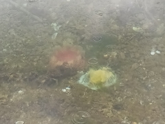 Phacellophora camtschatica