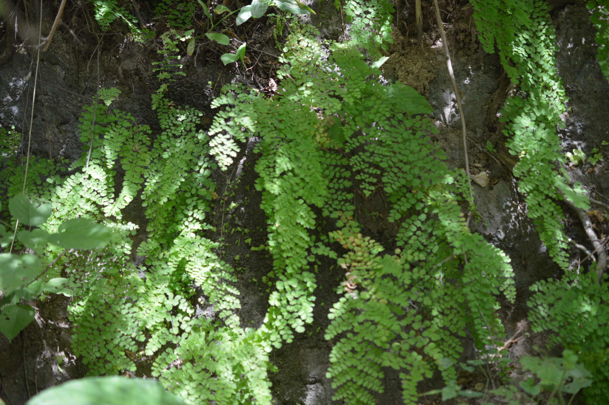 Adiantum subvolubile image