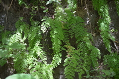 Adiantum subvolubile