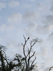Ramphastos toco