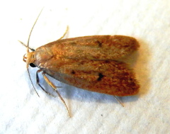 Anaptilora eremias