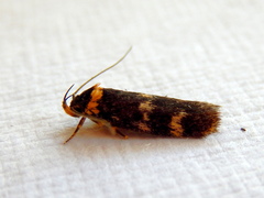 Catadoceta xanthostephana