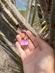 Psychilis macconnelliae