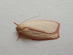 Euchaetis