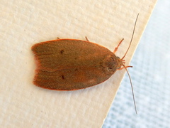 Euchaetis