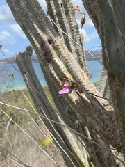 Psychilis macconnelliae