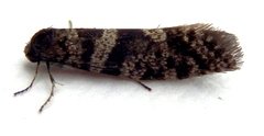 Lepidoscia annosella