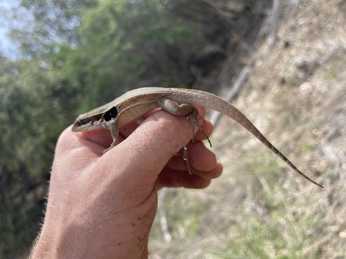 Cuban Side-blotched Curlytail, Leiocephalus macropus