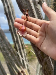 Psychilis macconnelliae