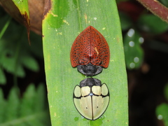 Cyrtonota