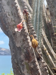 Psychilis macconnelliae