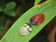 Cyrtonota