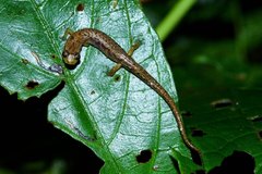 Chiropterotriton arboreus