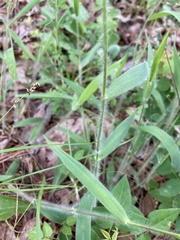Dichanthelium villosissimum