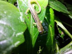 Chiropterotriton arboreus