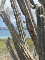 Psychilis macconnelliae