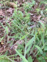 Dichanthelium villosissimum